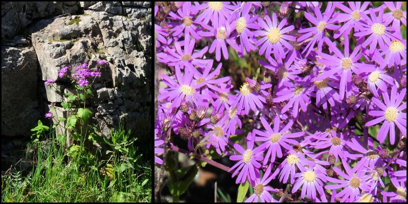 B (23) Pericallis echinata.JPG
